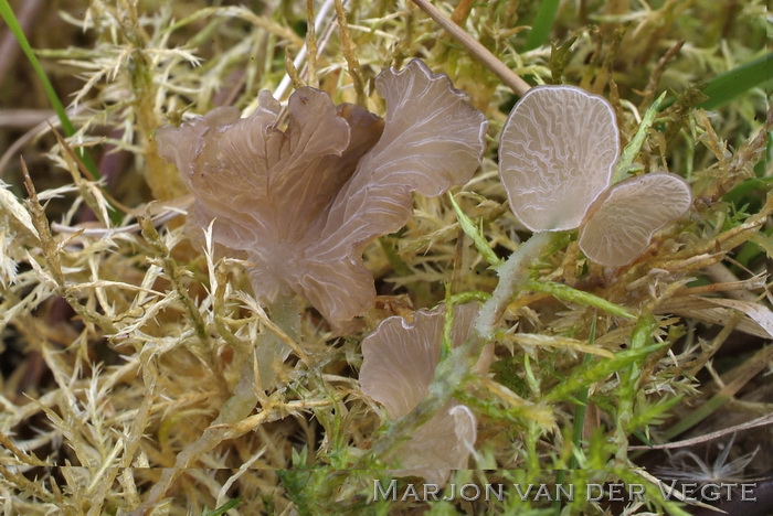 Moerasmosoortje - Arrhenia lobata