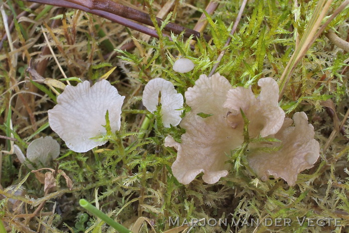 Moerasmosoortje - Arrhenia lobata