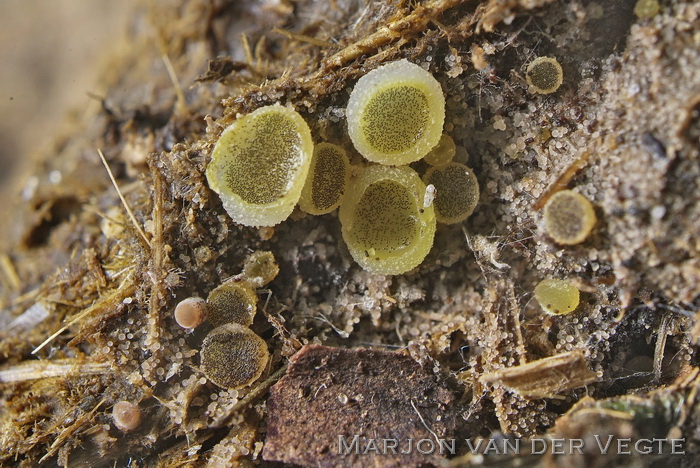 Gewoon spikkelschijfje - Ascobolus stercorarius