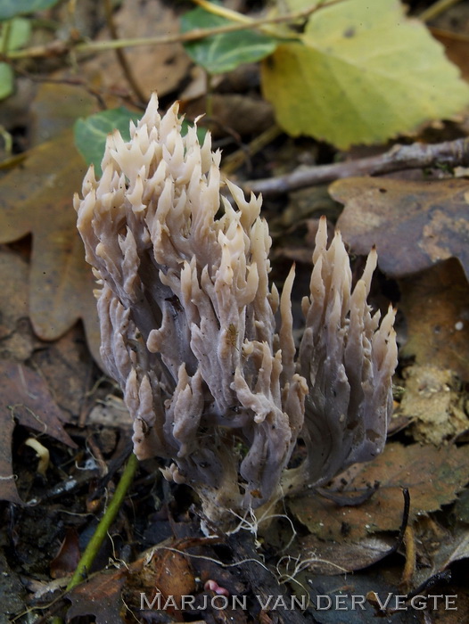 Asgrauwe koraalzwam - Clavulina cinerea