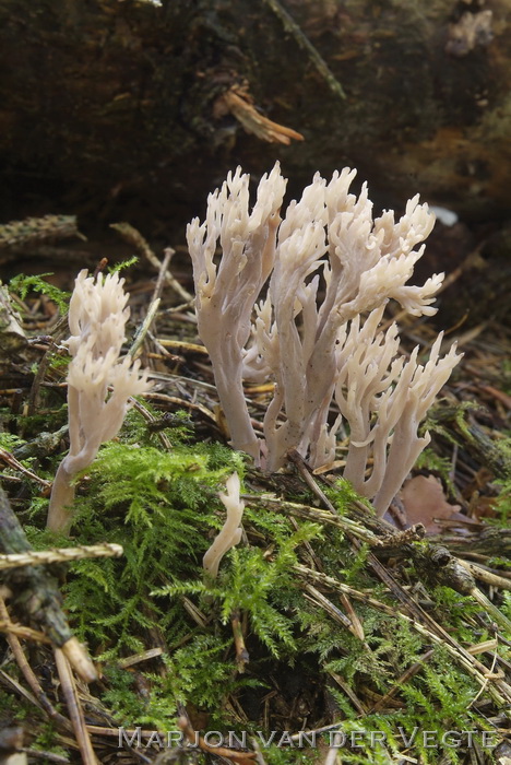 Asgrauwe koraalzwam - Clavulina cinerea