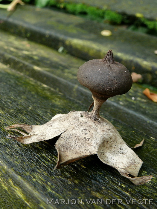 Grote aardster - Geastrum pectinatum