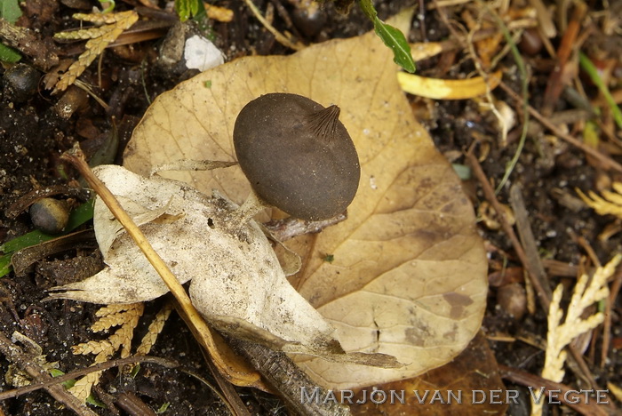 Grote aardster - Geastrum pectinatum