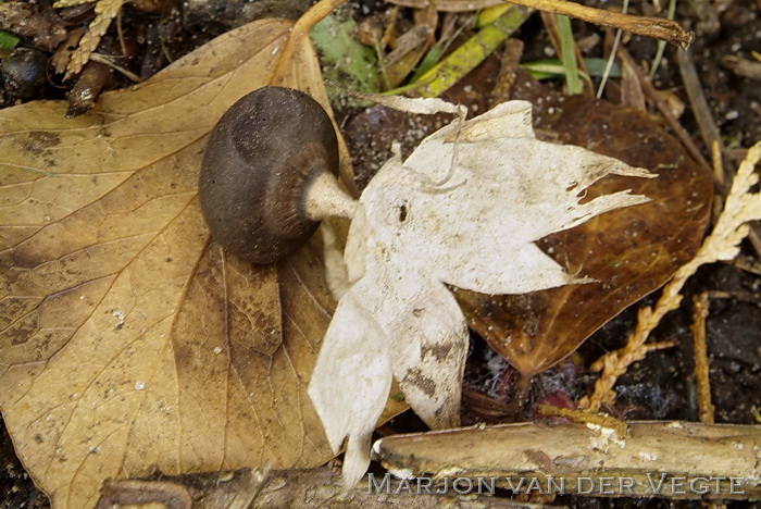 Grote aardster - Geastrum pectinatum