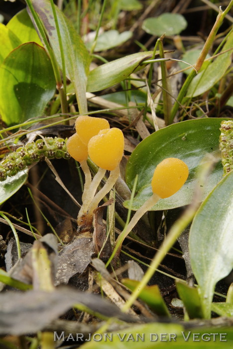 Beekmijtertje - Mitrula paludosa