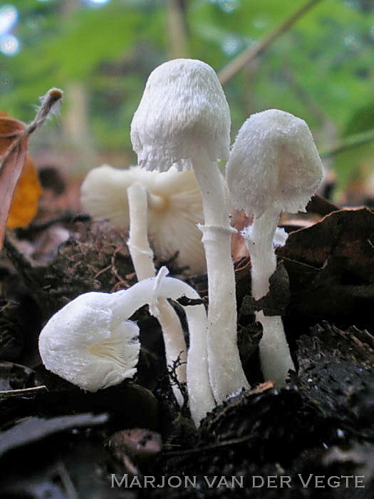 Kleine poederparasol - Cystolepiota seminuda