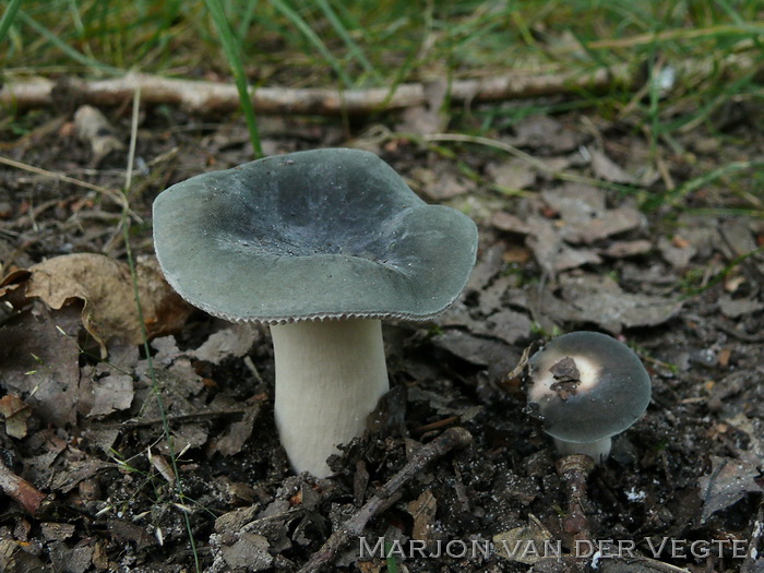 Berijpte russula - Russula parazurea