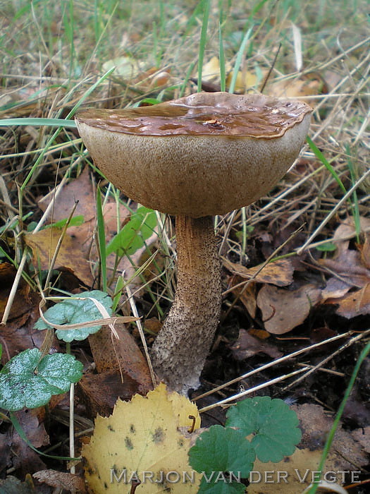 Gewone berkenboleet - Leccinum scabrum