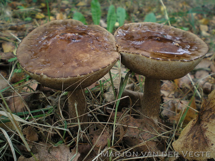 Gewone berkenboleet - Leccinum scabrum