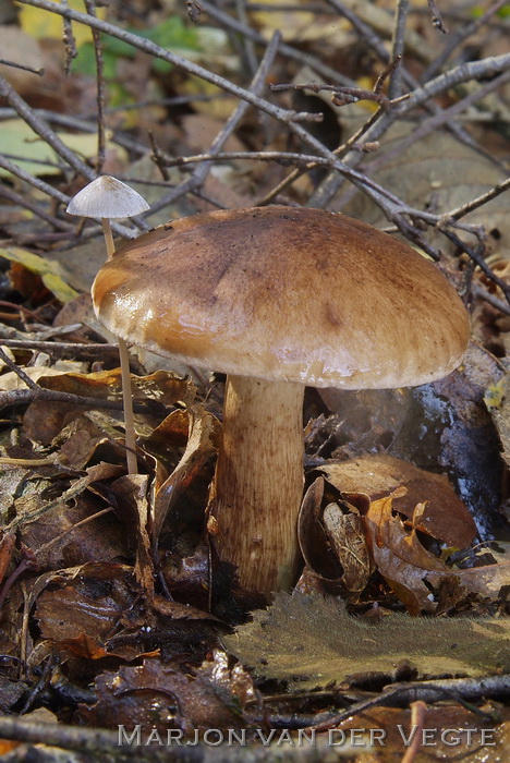 Berkenridderzwam - Tricholoma fulvum