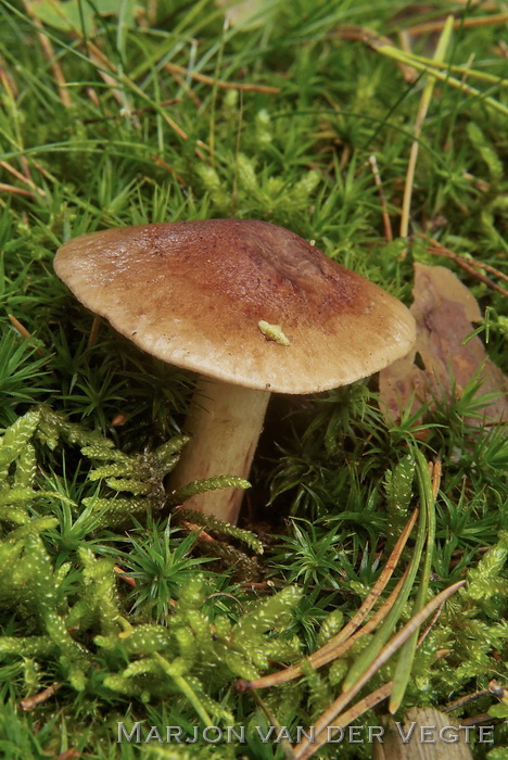 Berkenridderzwam - Tricholoma fulvum