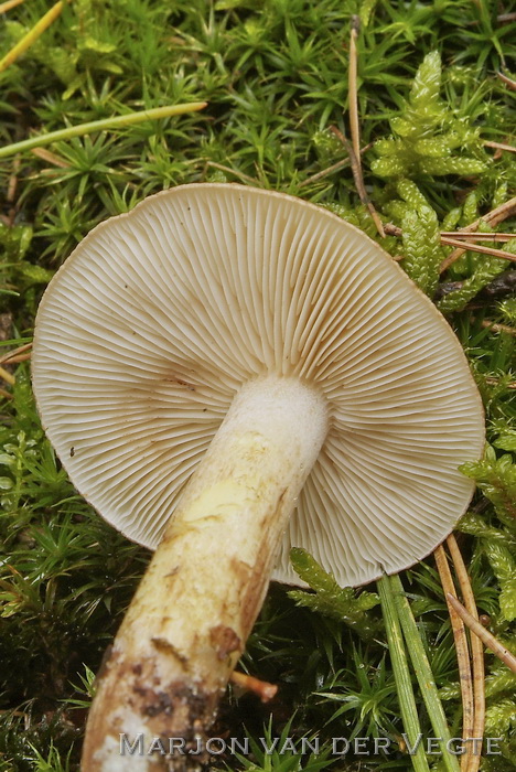 Berkenridderzwam - Tricholoma fulvum