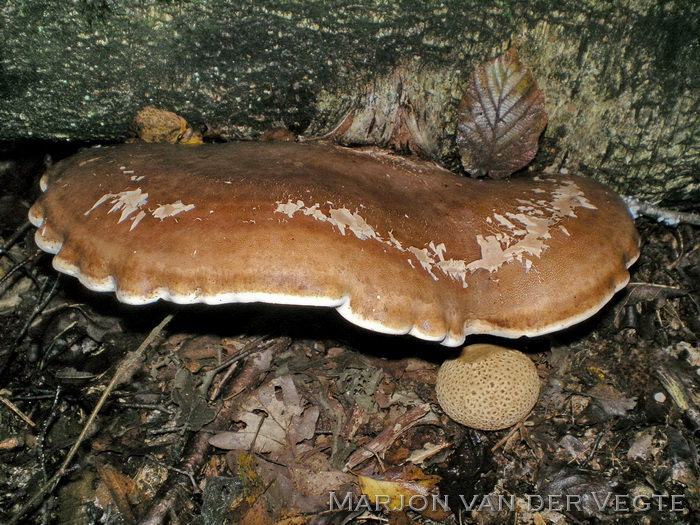 Berkenzwam - Piptoporus betulinus