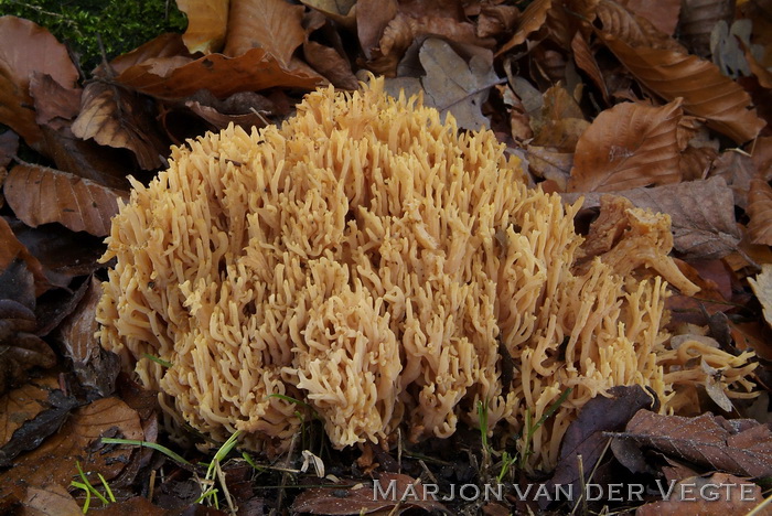 Alleekoraalzwam - Ramaria flavoides