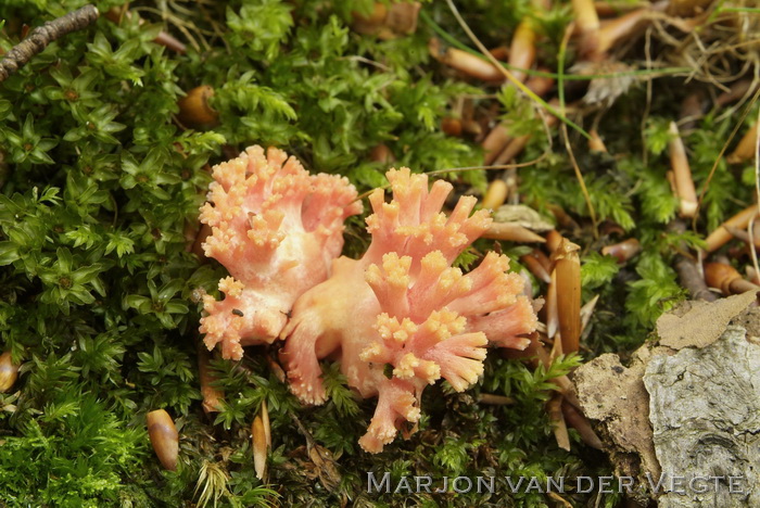 Beukekoraalzwam - Ramaria subbotrytis