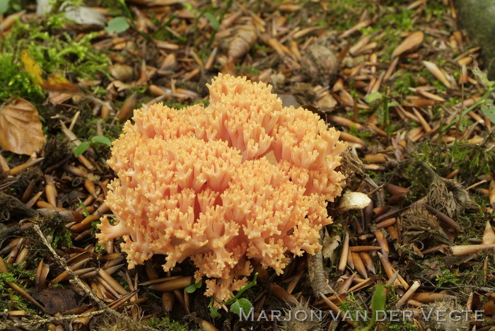 Beukekoraalzwam - Ramaria subbotrytis