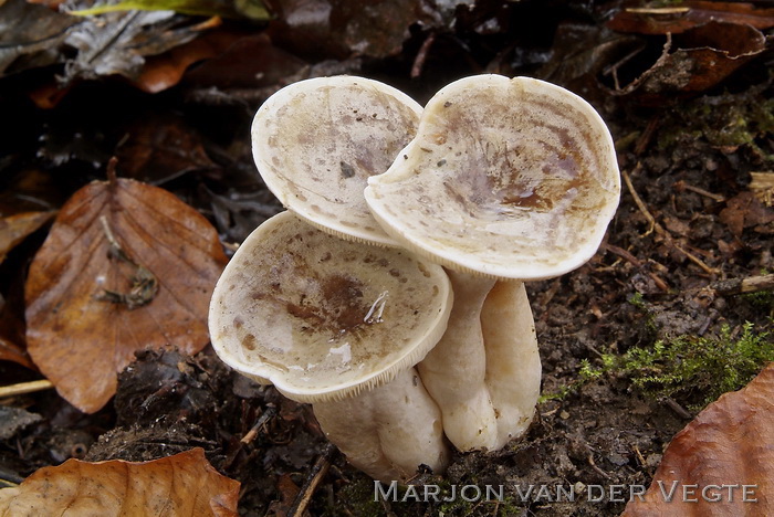 Beukenmelkzwam - Lactarius fluens