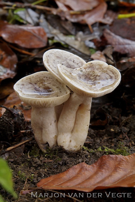 Beukenmelkzwam - Lactarius fluens