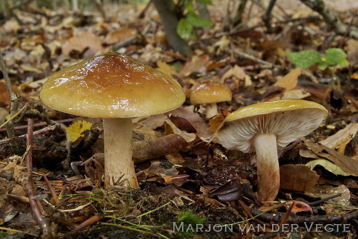 Beukenridderzwam - Tricholoma ustale