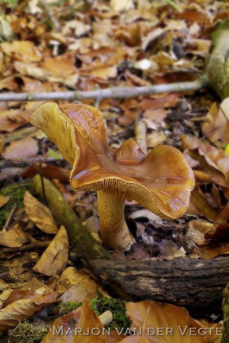 Beukenridderzwam - Tricholoma ustale