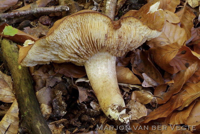 Beukenridderzwam - Tricholoma ustale