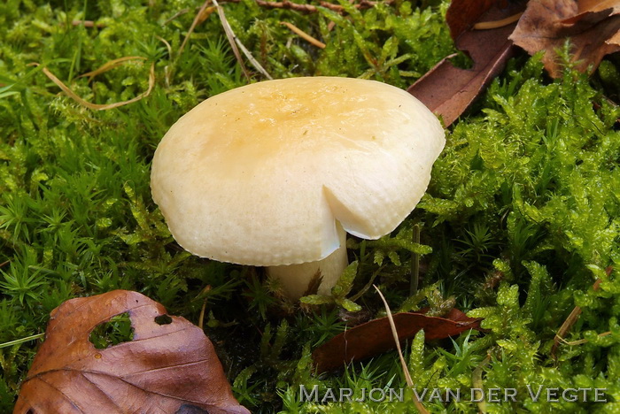 Beukenrussula - Russula fellea