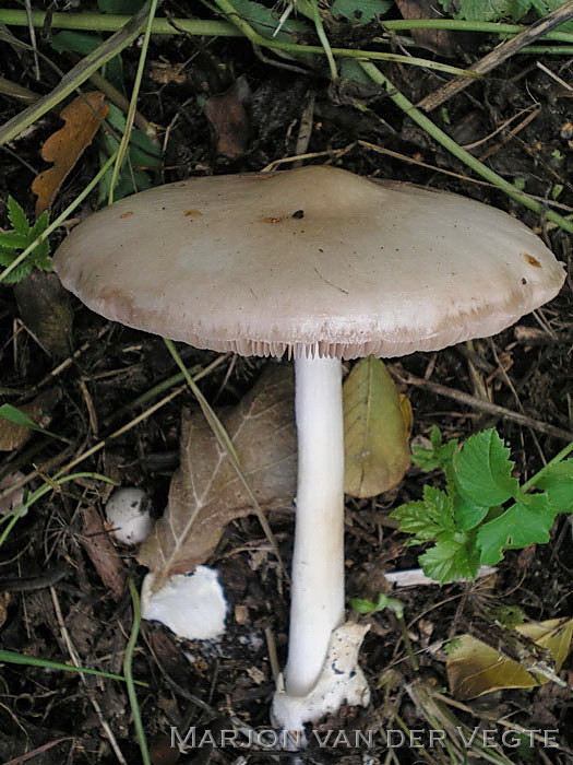 Gewone beurszwam - Volvariella gloiocephala var. gloiocephala