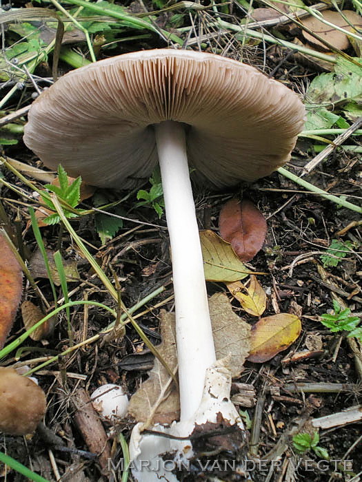 Gewone beurszwam - Volvariella gloiocephala var. gloiocephala