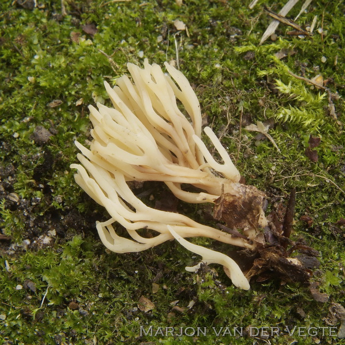 Bezemkoraaltje - Ramariopsis tenuiramosa