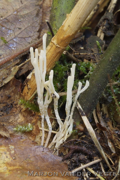 Bezemkoraaltje - Ramariopsis tenuiramosa