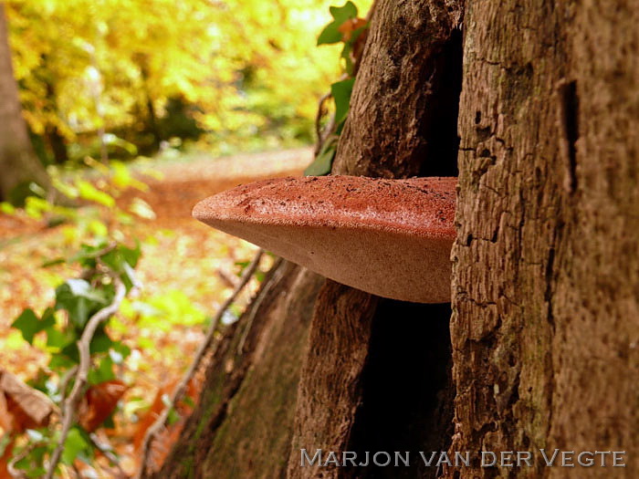 Biefstukzwam - Fistulina hepatica