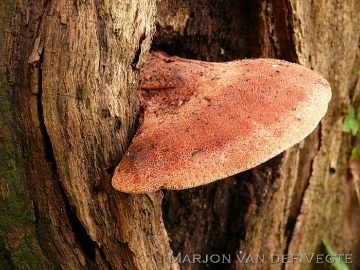 Biefstukzwam - Fistulina hepatica
