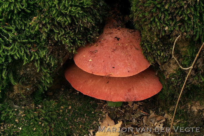 Biefstukzwam - Fistulina hepatica