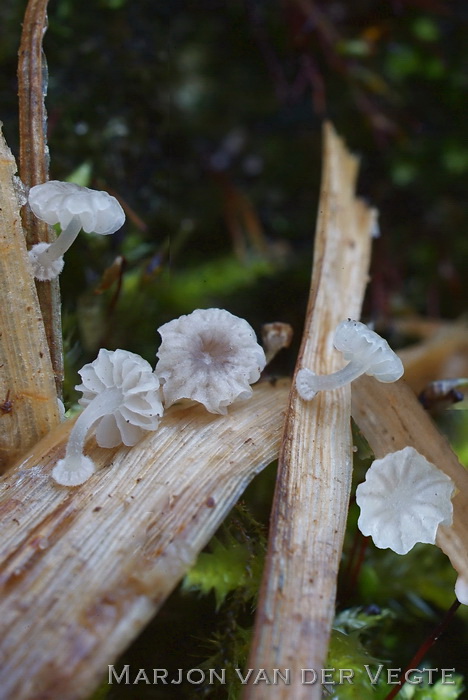 Biezenmycena - Mycena bulbosa