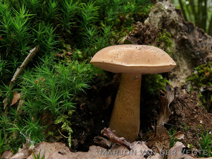 Bittere Boleet - Tylopilus felleus