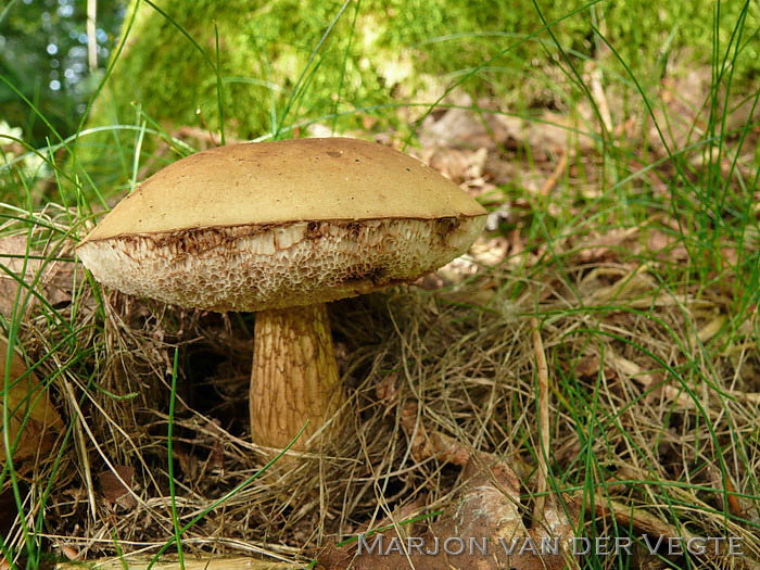 Bittere Boleet - Tylopilus felleus