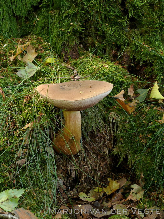 Bittere Boleet - Tylopilus felleus