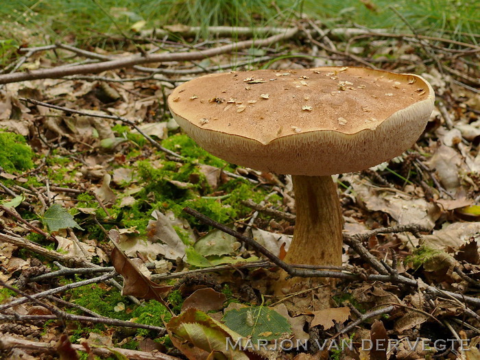 Bittere Boleet - Tylopilus felleus