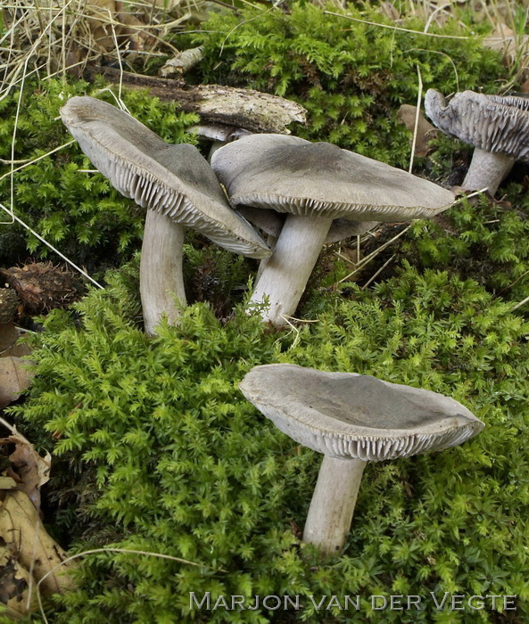 Bitterscherpe ridderzwam - Tricholoma sciodes