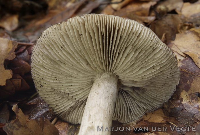 Bitterscherpe ridderzwam - Tricholoma sciodes