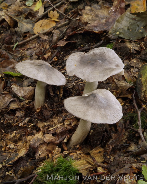 Bitterscherpe ridderzwam - Tricholoma sciodes