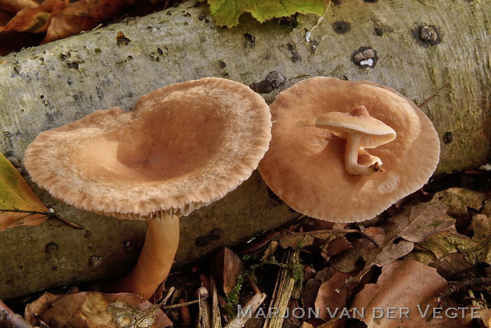 Bitterzoete melkzwam - Lactarius subdulcis