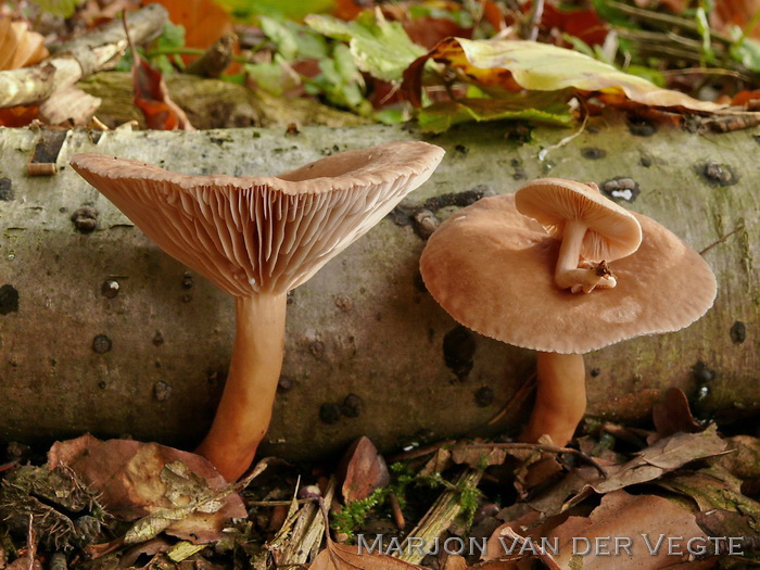 Bitterzoete melkzwam - Lactarius subdulcis