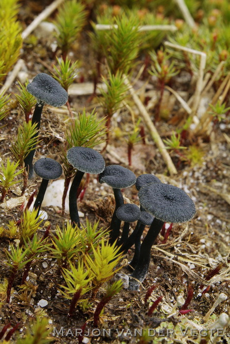 Blauwgroen trechtertje - Omphalina chlorocyanea