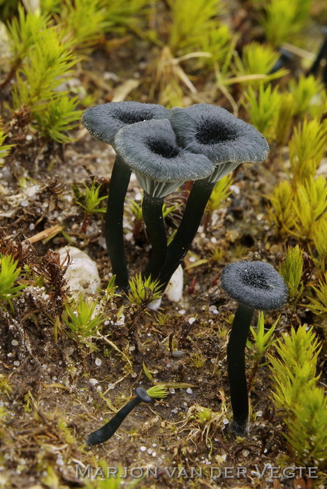 Blauwgroen trechtertje - Omphalina chlorocyanea