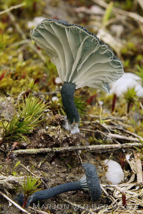 Blauwgroen trechtertje - Omphalina chlorocyanea