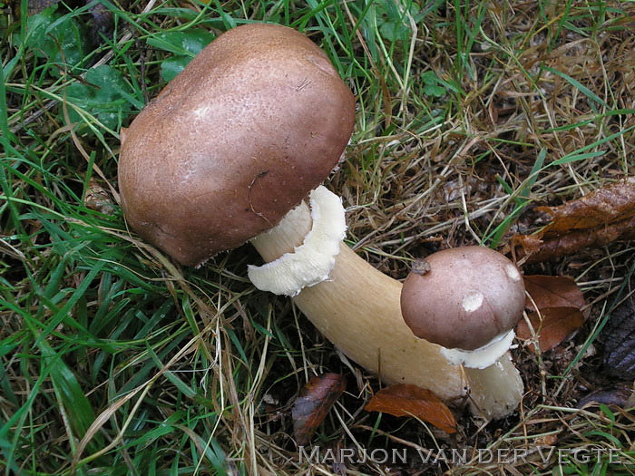 Blauwplaatstropharia - Stropharia rugosoannulata