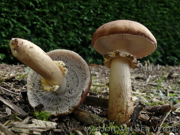 Blauwplaatstropharia - Stropharia rugosoannulata