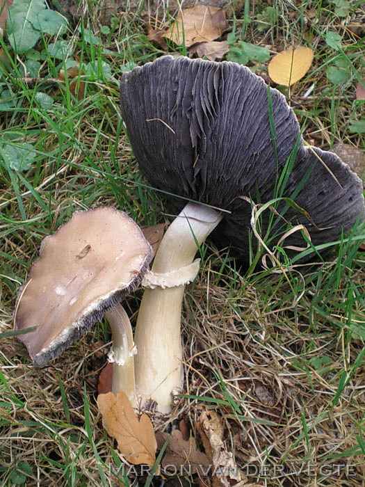 Blauwplaatstropharia - Stropharia rugosoannulata