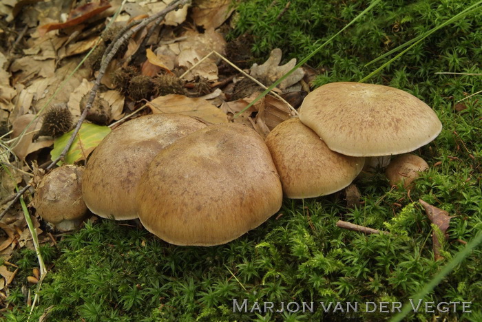 Blauwsteelgordijnzwam - Cortinarius glaucopus